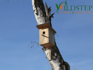 Bird Box - Holsworthy Project